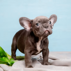 Tiny Tails Frenchies