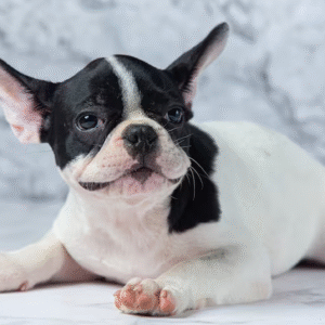 Chubby Cheeks Frenchies