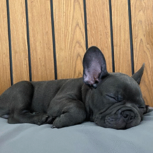Snuggle Frenchies