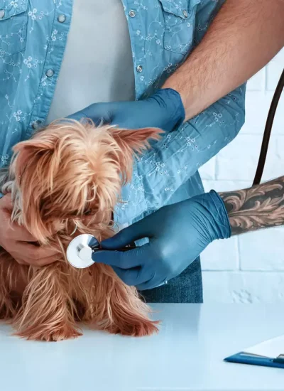 pet-owner-with-yorkshire-terrier-on-visit-to-vet-d-5SEJQMC-1.webp